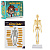 игроленд научные опыты "анатомия человека", abs, 22,5х16,6х6см, 3 дизайна